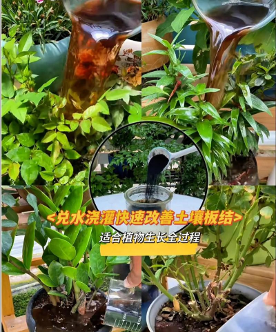 栽培方法，掌握关键技巧，轻松收获丰硕果实