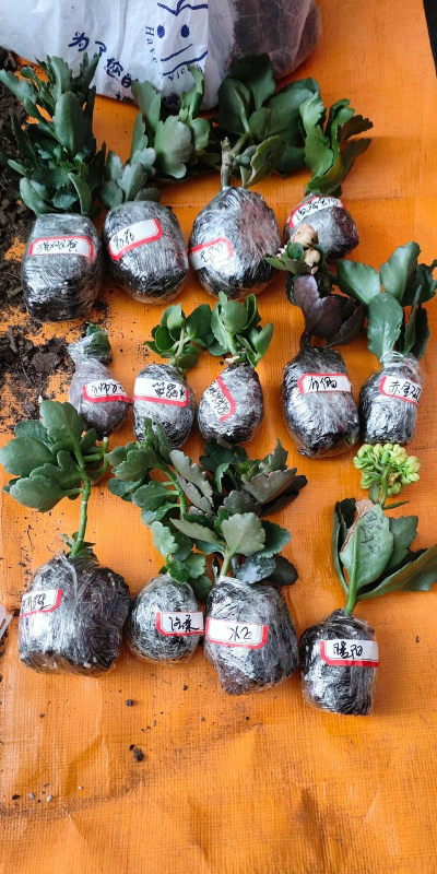 家庭养花用生根粉