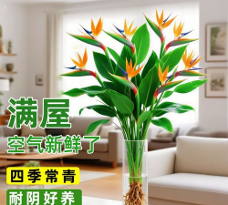 家庭养花用生根粉