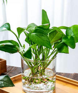 简约通透水养花器