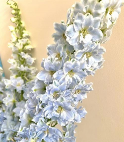 肯尼亚适合养花