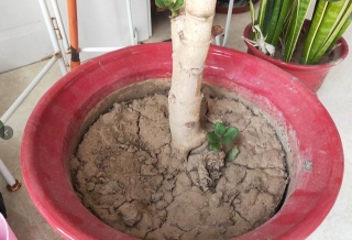 家庭养花用生根粉