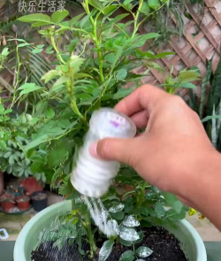 家庭养花用生根粉