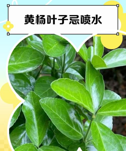 杨树叶能养花么