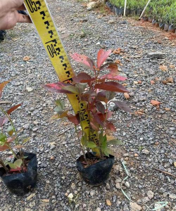 养花红桑盆栽好吗