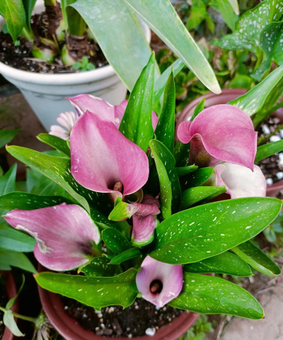 家庭养花用生根粉