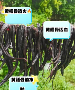 黄鳝骨能养花吗