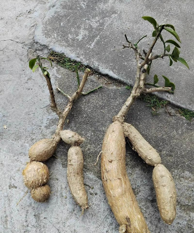 家庭养花用生根粉