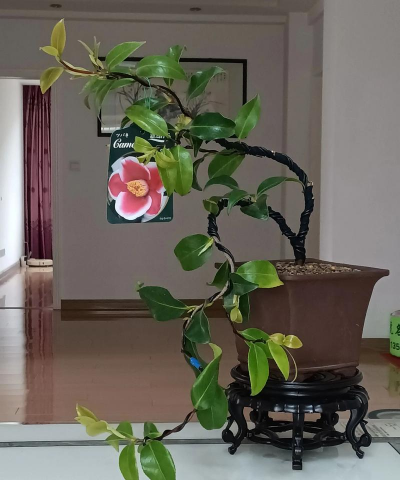 家庭养花用生根粉