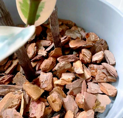 松树皮粉碎后养花