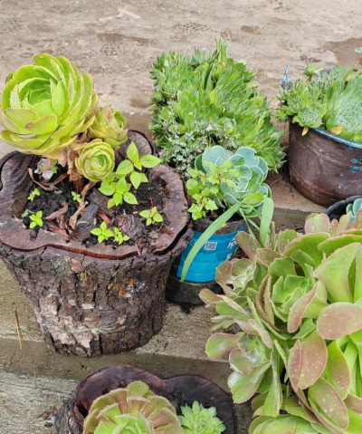 家庭养花用生根粉