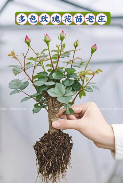 养花根系发达的树