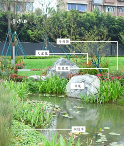 柿树虫病防治，识别常见虫害，掌握有效方法