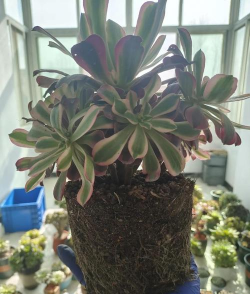 家庭养花用生根粉