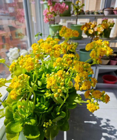 家庭养花用生根粉