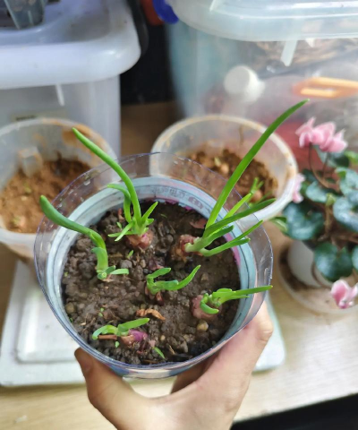 家庭养花用生根粉