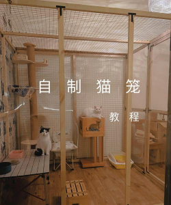 小猫笼怎么养花盆