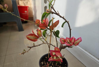 家庭养花用生根粉