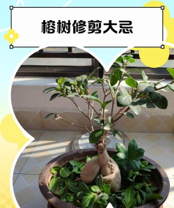 三层榕树怎么修剪