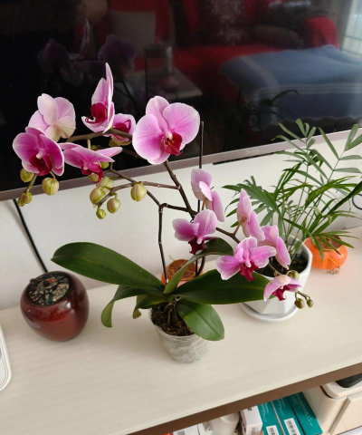 家庭养花用生根粉