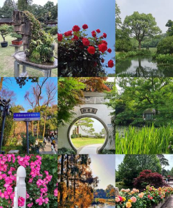 西湖养花基地地址