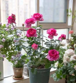 家庭养花用生根粉