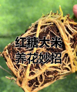 家庭养花用生根粉