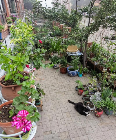 东北猛姐家庭养花