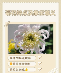 自信的养花菊简介