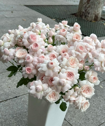 仙子之吻怎么养花