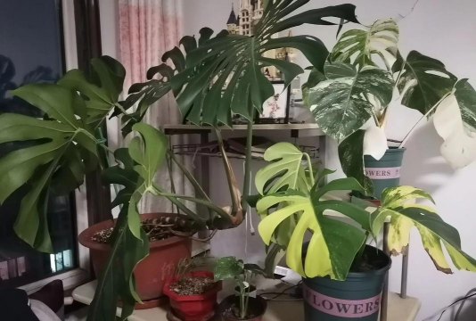 家庭养花用生根粉