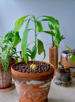 家庭养花用生根粉