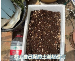 家庭养花用生根粉