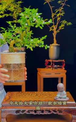 家庭养花用生根粉