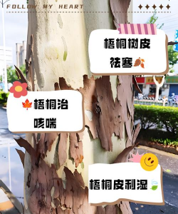 法桐树皮能养花吗