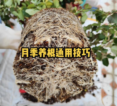家庭养花用生根粉