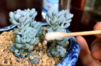 家庭养花用生根粉