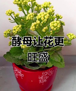 蔬菜叶用酵母养花