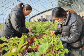 家庭养花用生根粉