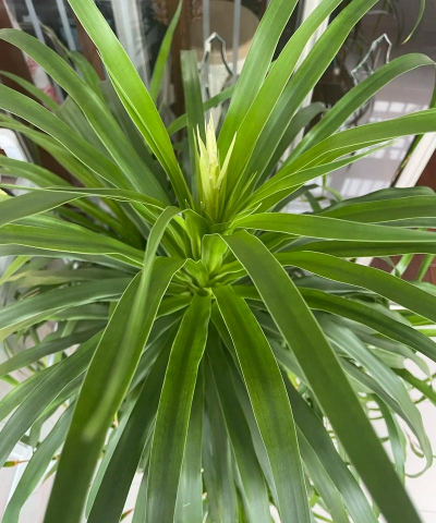 龙须树像什么花