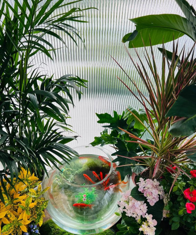 西阳台养花新手养鱼