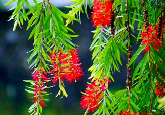 哪个柳树品种好养花