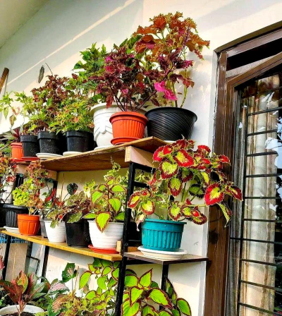 家庭养花用生根粉