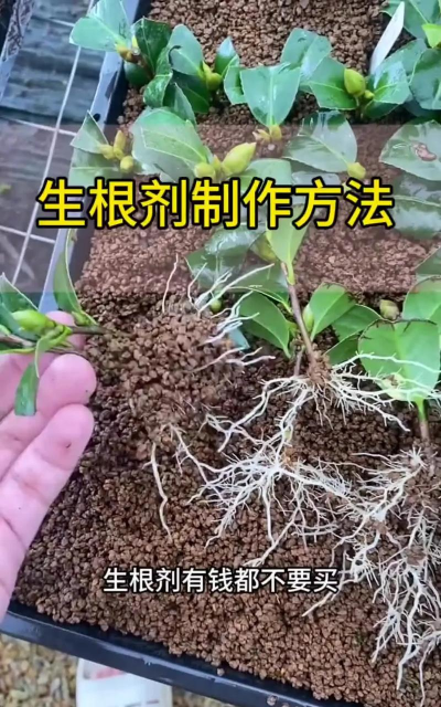 家庭养花用生根粉
