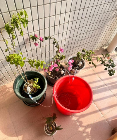 家庭养花用生根粉