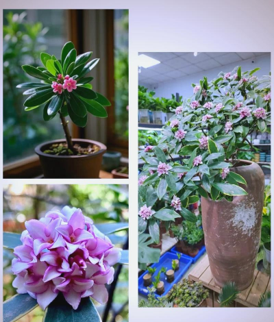 家庭养花用生根粉