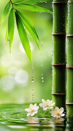 绿色竹子能养花吗