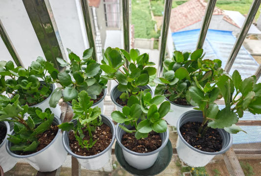 家庭养花用生根粉