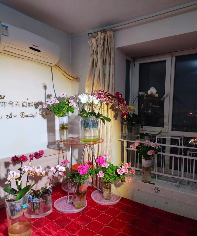 家庭养花用生根粉