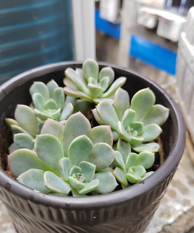 葡萄栽培，掌握关键技术，实现优质丰产